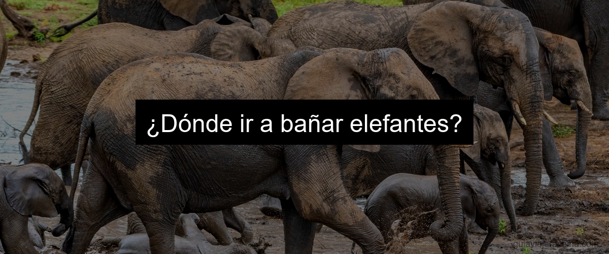 ¿Dónde ir a bañar elefantes?