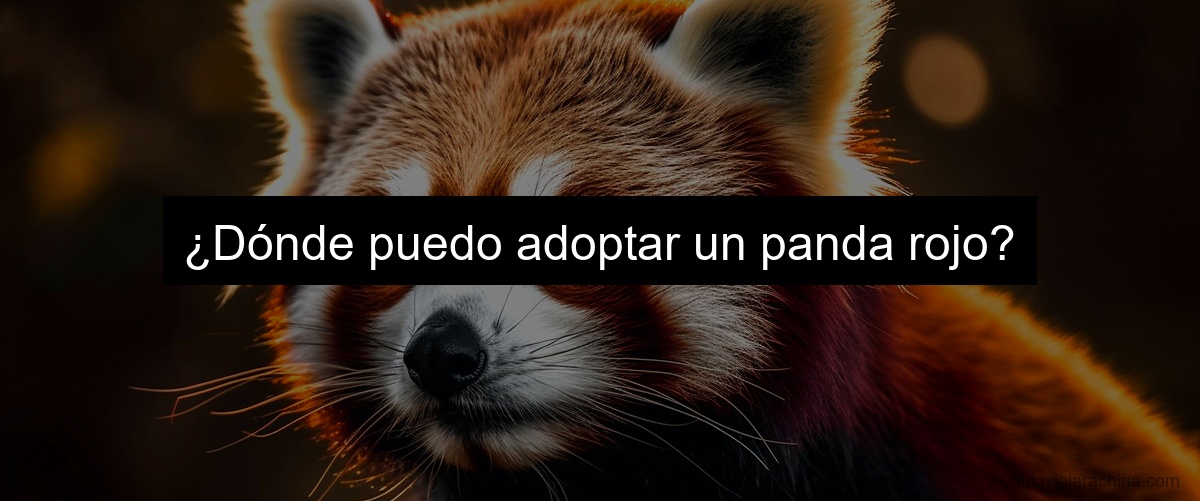 ¿Dónde puedo adoptar un panda rojo?