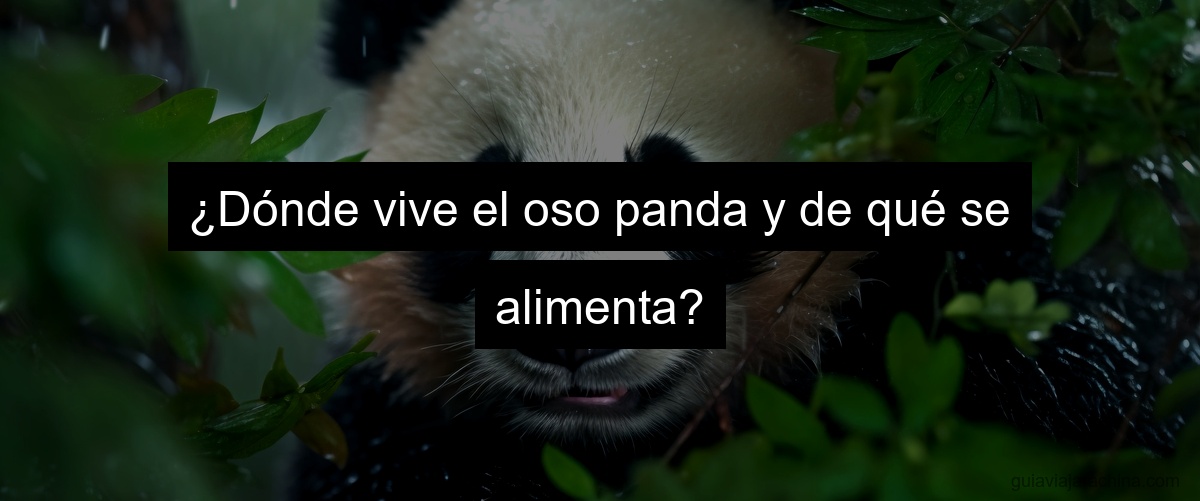 ¿Dónde vive el oso panda y de qué se alimenta?