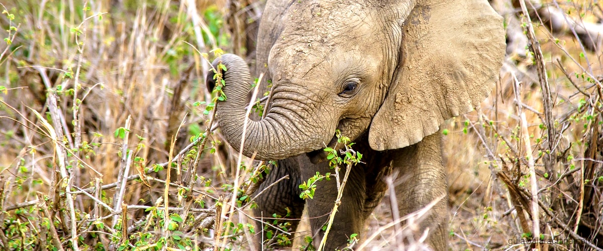 Reserva de elefantes en Chiang Mai: la mejor experiencia en un santuario 2