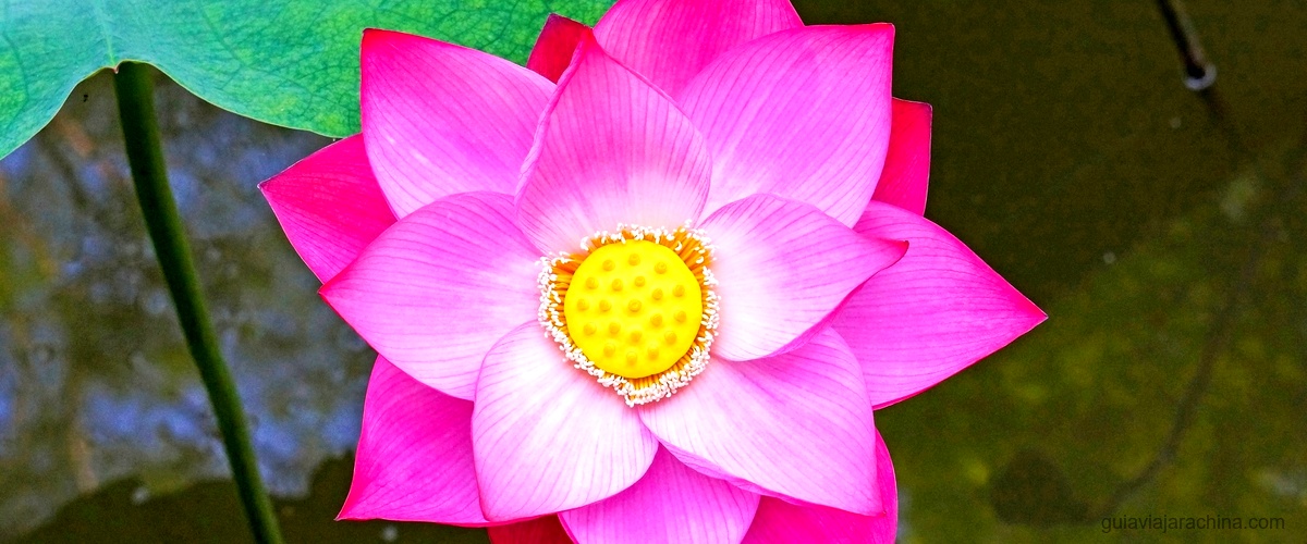 Flor de loto en japonés: significado y simbolismo 2