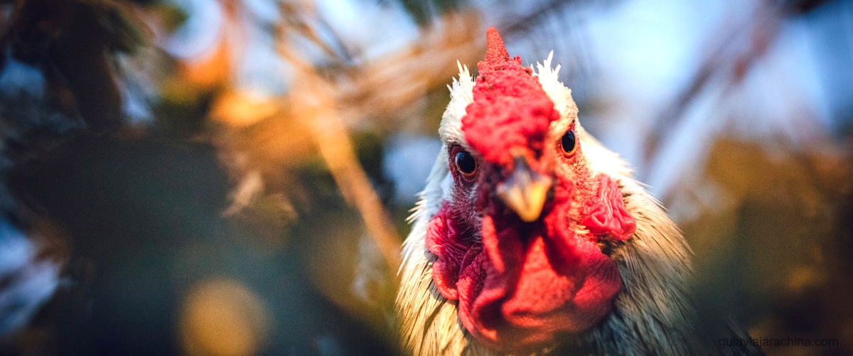 Año del Gallo Rojo de Fuego: Predicciones y Características 2017 9