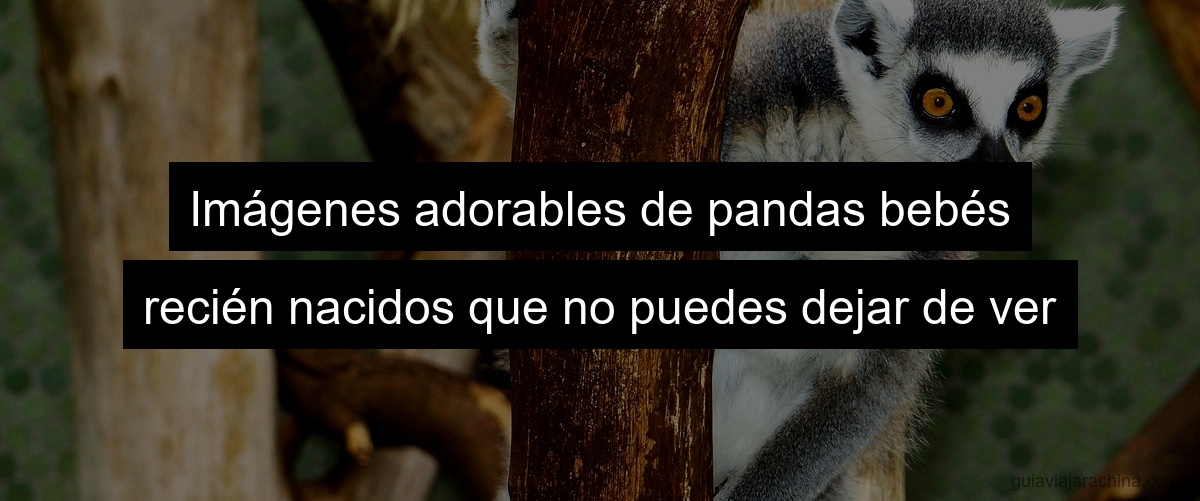Imágenes adorables de pandas bebés recién nacidos que no puedes dejar de ver