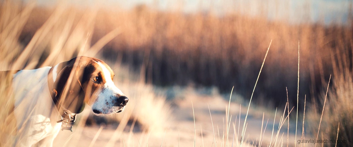 Soñar con un león blanco: descubre su significado 6