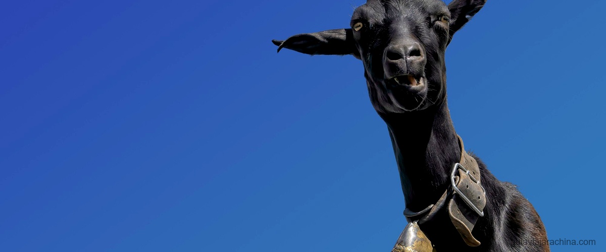 Descubre la leyenda de la Cabra de Oro 4