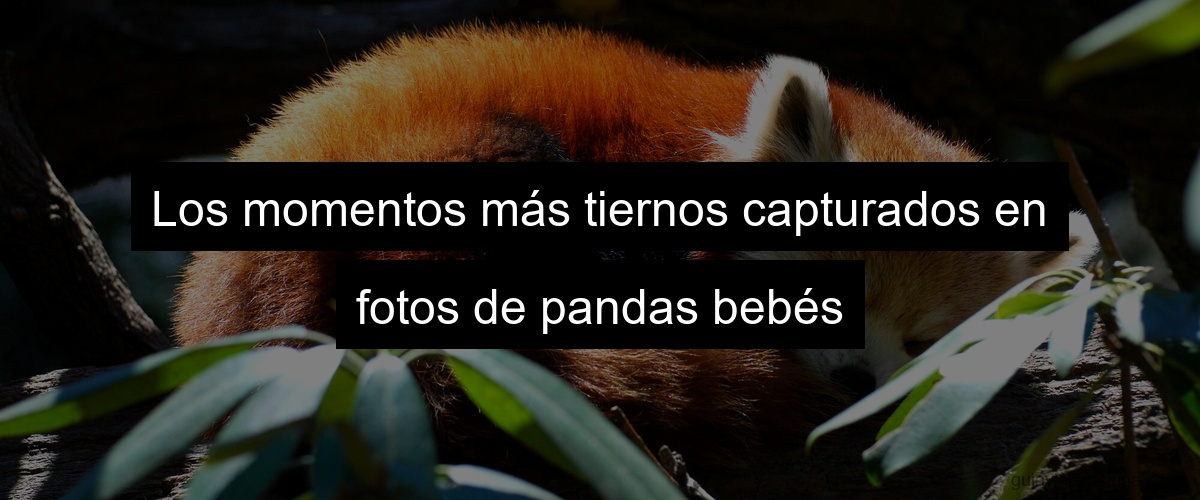 Los momentos más tiernos capturados en fotos de pandas bebés