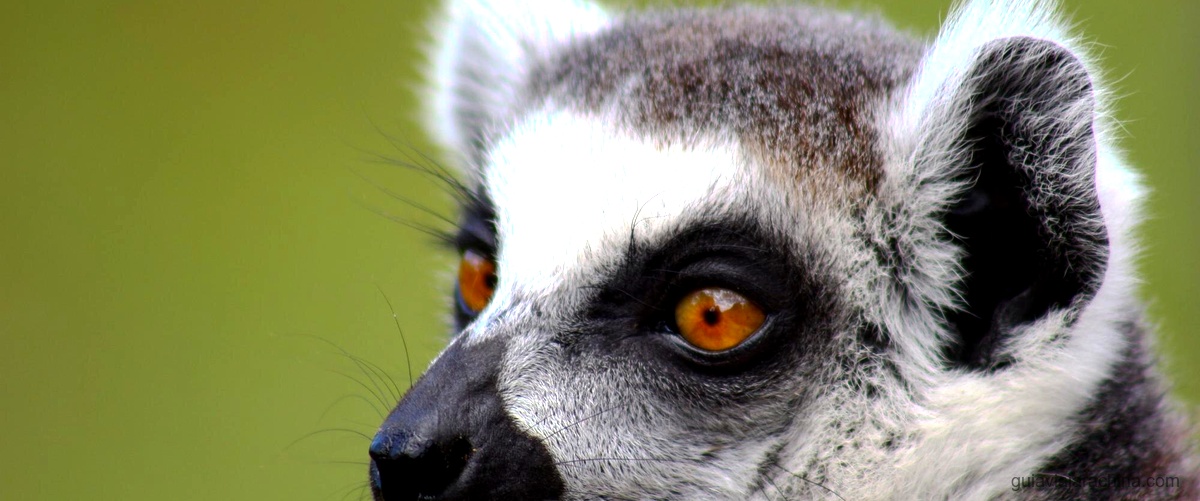 Descubre la tierna vida de las crías de oso panda 6