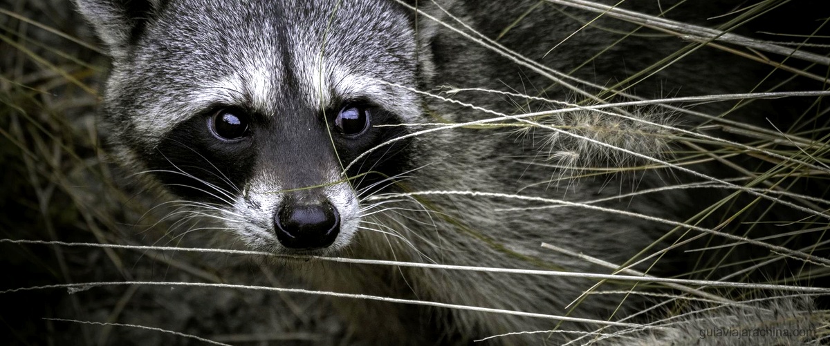 Si no ves un oso panda, no estás prestando atención 4