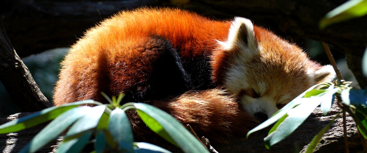 Fotos de pandas bebés: adorables momentos capturados 8