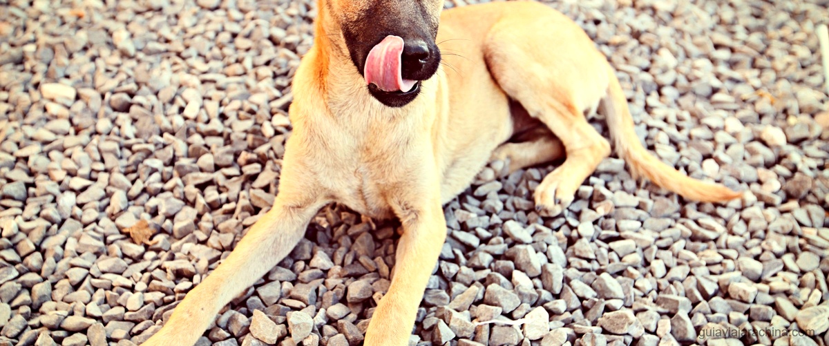 Perro de Fuego: El enigmático signo del horóscopo chino 1