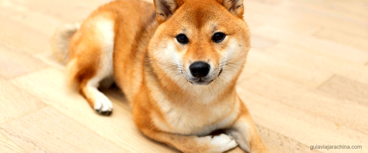 Perro de Madera: Características y Significado en el Horóscopo Chino 3