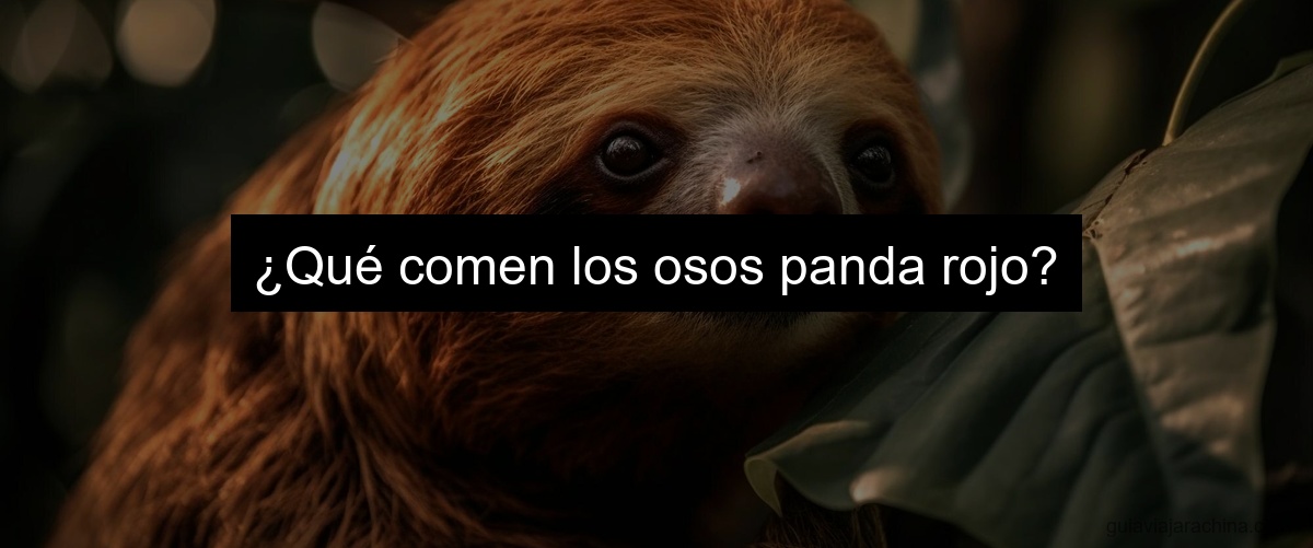 ¿Qué comen los osos panda rojo?