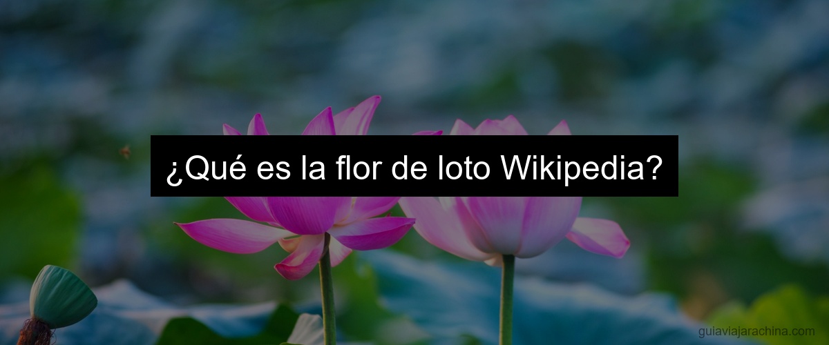¿Qué es la flor de loto Wikipedia?