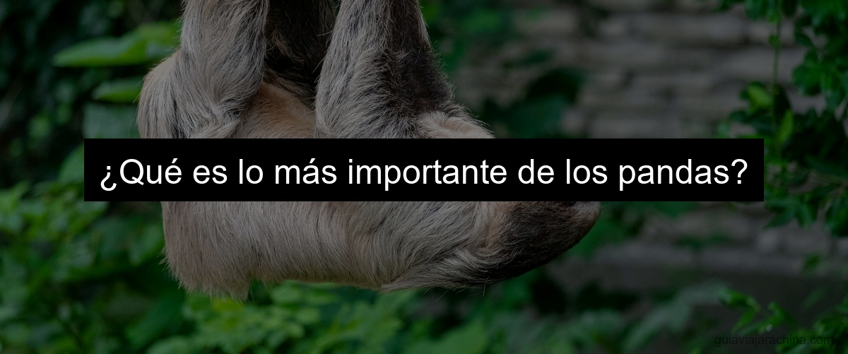 ¿Qué es lo más importante de los pandas?