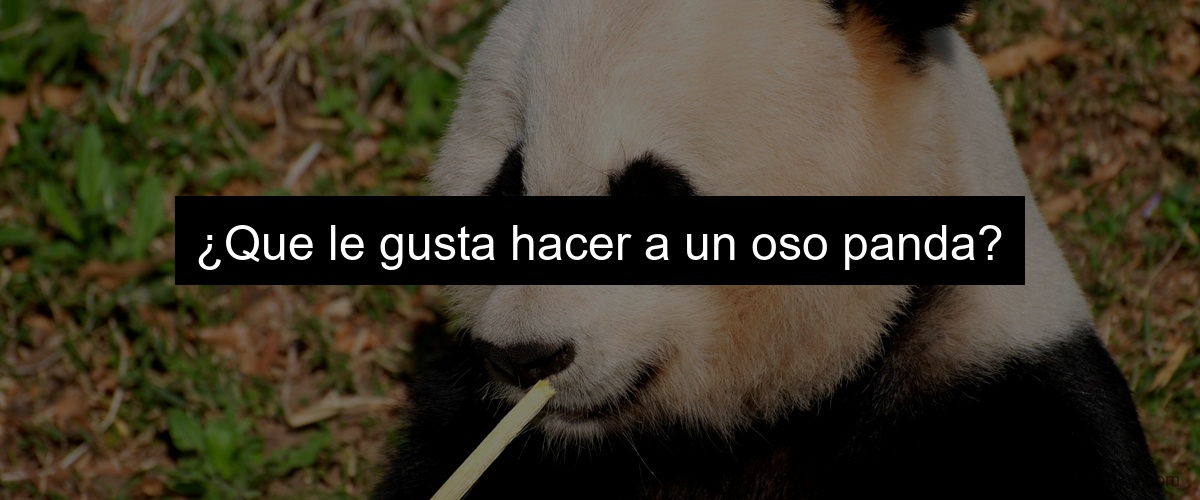 ¿Que le gusta hacer a un oso panda?