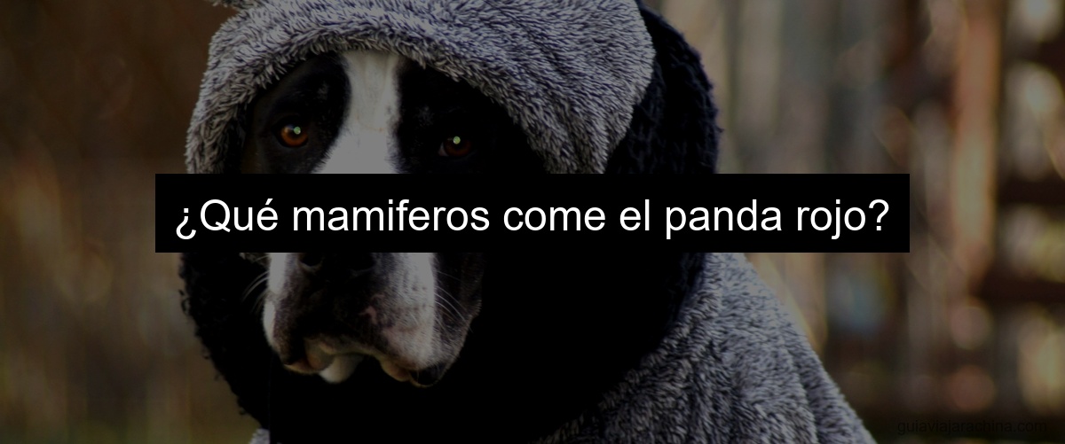 ¿Qué mamiferos come el panda rojo?