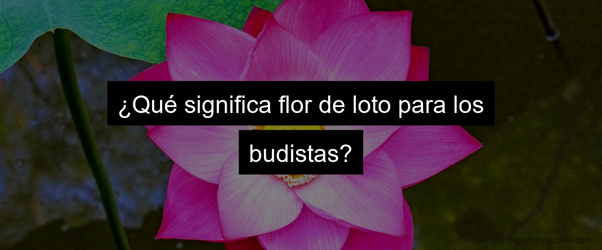 ¿Qué significa flor de loto para los budistas?