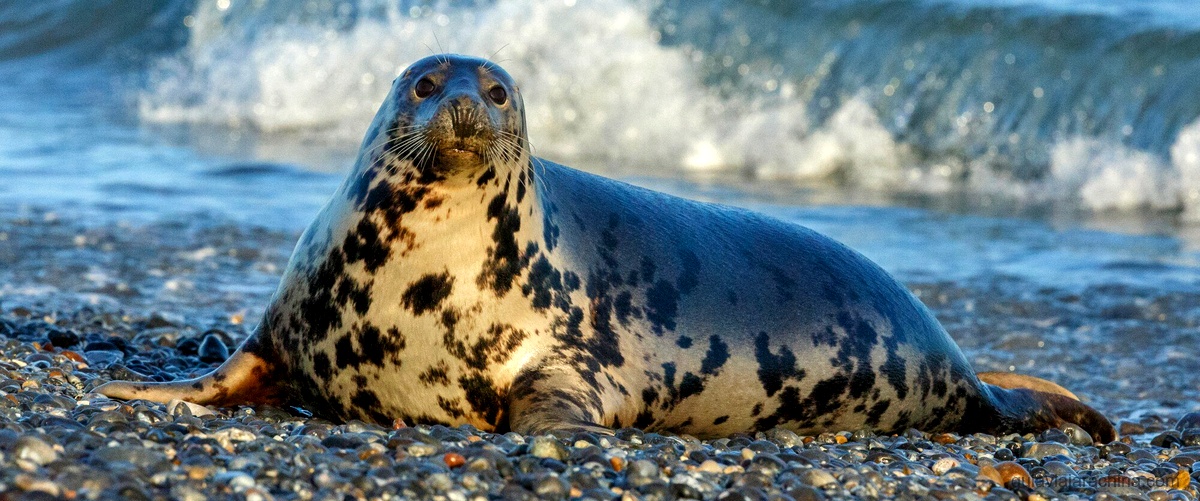 Rata de Tierra: Características y predicciones en el horóscopo chino 2
