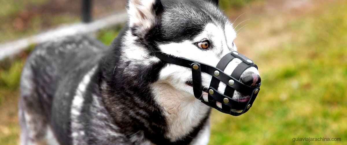 Soñar con perros bravos: ¿qué significado ocultan? 9