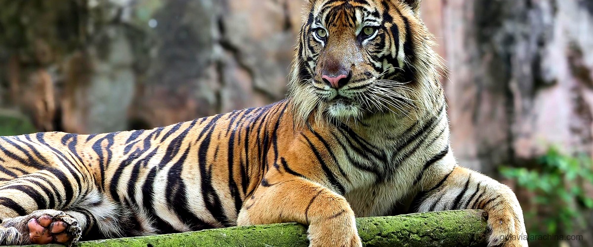 Tigre de Agua 2022: Predicciones y significado en el horóscopo chino 2